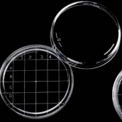 Contact plate PS  65.8 x 14.7 mm Sterile R without vents. 25 tubes with 20 pcs.